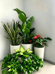 鄞州绿植租摆网店怎么卸载？彻底删除方法